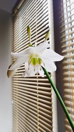 Горизонтальные жалюзи - установлены 24.09.2021